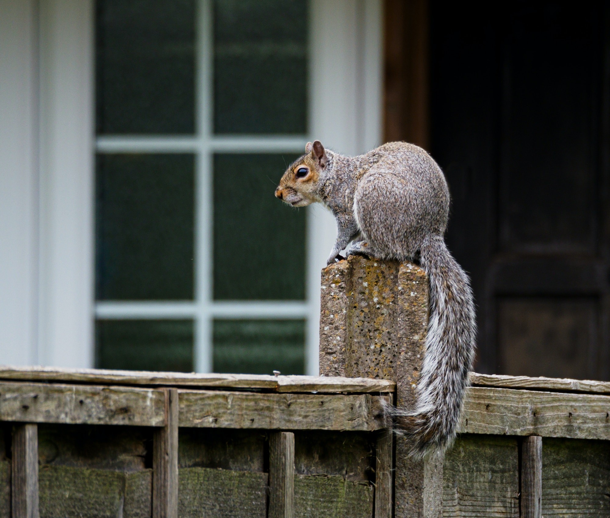 A gray squirrel sitting on a porch post nest to a house
