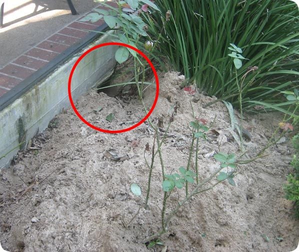An armadillo burrow is shown dug under the concrete of a cement porch.