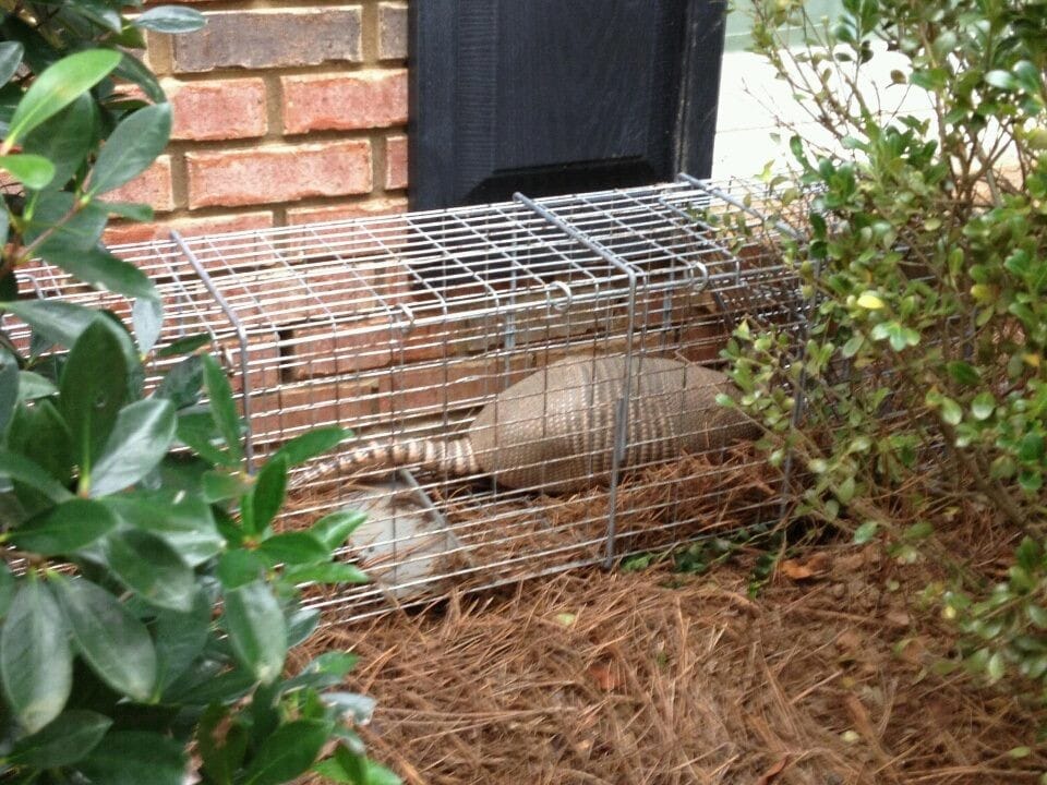 An armadillo is shown trapped in a wire cage trap against the side of a house.