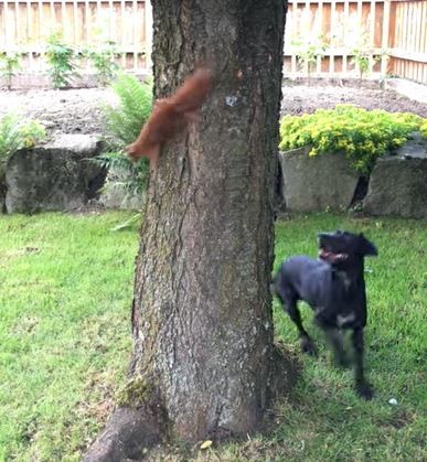 A dog chases a squirrel as itruns around the trunk of a tree.