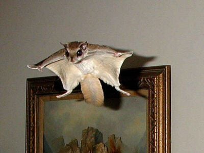 Close up of a flying squirrel with legs outstretched and gliding in front of a painting in a living room