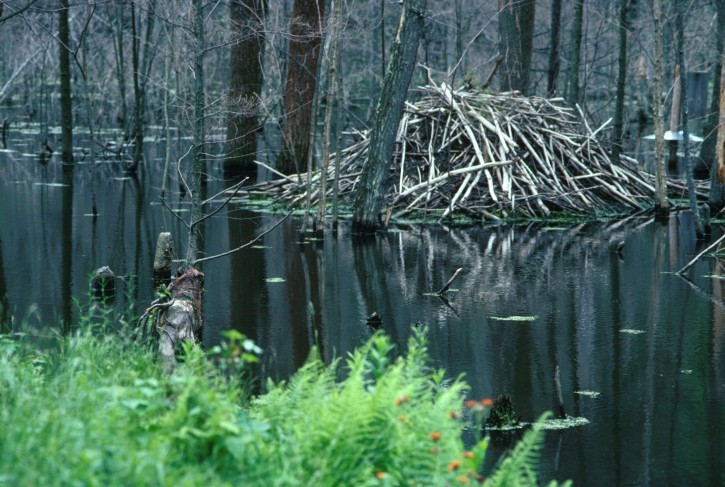 A beaver lodge in the middle of a flooded woodland.