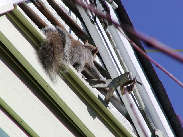 A squirrel works to get into the gable vent of a home.