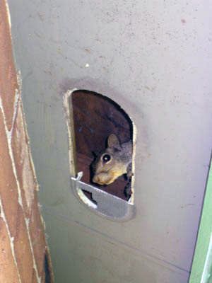 This shot was taken after a hole was cut into a wall to remove a squirrel that had become trapped between the studs.