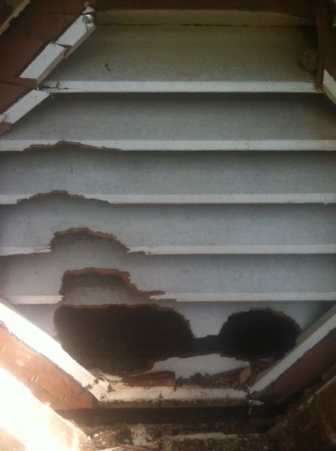 These holes were chewed into the gable vent of a home by squirrels who wanted to gain access to the attic.