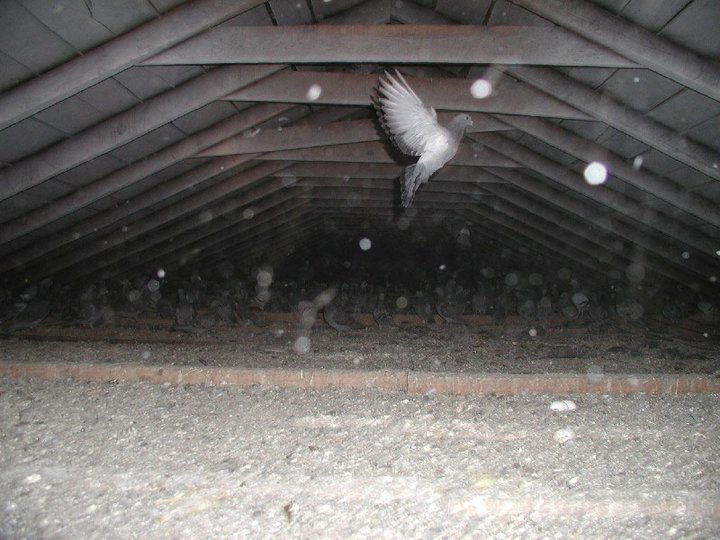 A pigeon in flight in an attic
