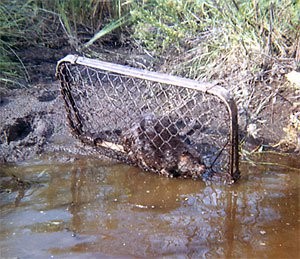 A beaver is shown unharmed in a mesh full body beaver trap. The trap is partially submerged near the shore.