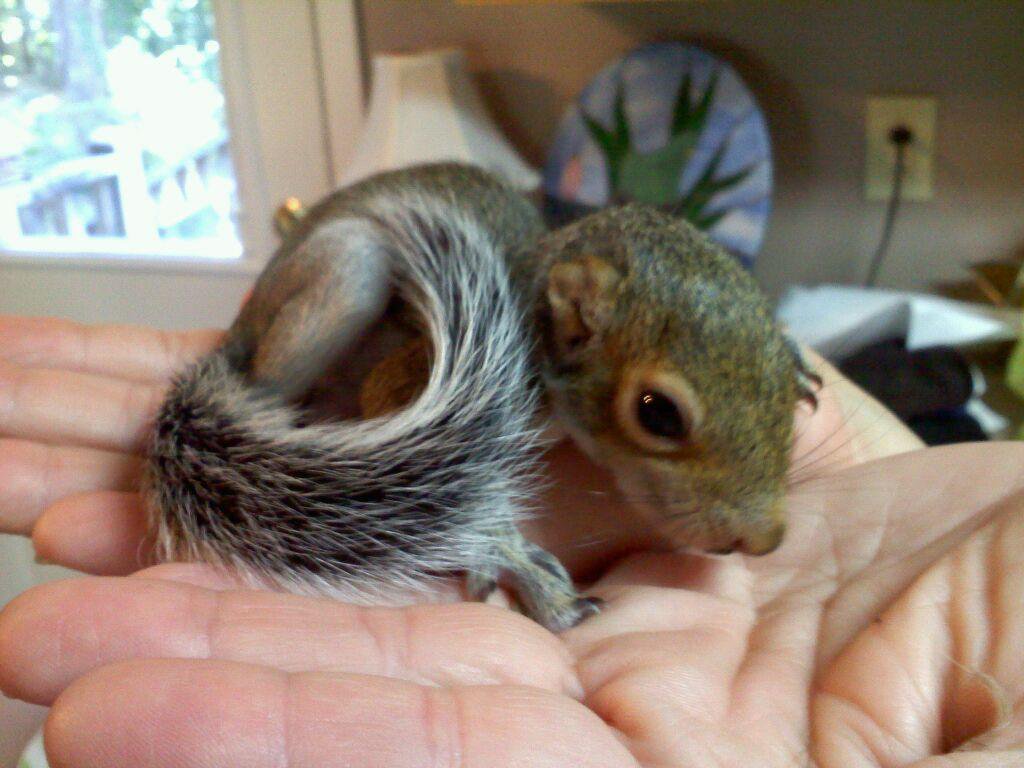 This baby squirrel is approx4 weeks old and was removed from a customers attic. It fits nicely in our techs hand.