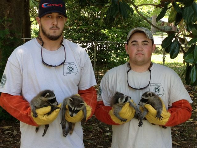 A Jarrod's wildlife technicain holds a baby opossum in front of a company worktruck